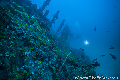Diver at the HMS Hollyhock